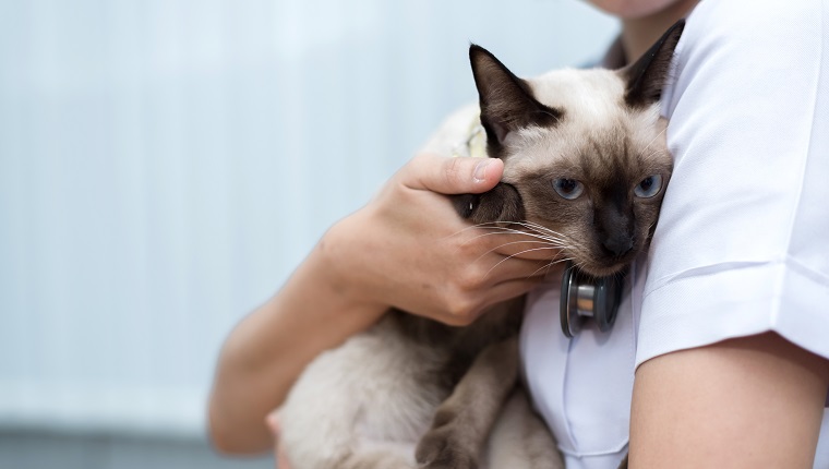 Tierarzt verwendet Stethoskop, um süße Katze zu diagnostizieren, um krankes Tier in der Tierklinik zu behandeln, Tiergesundheitskonzept