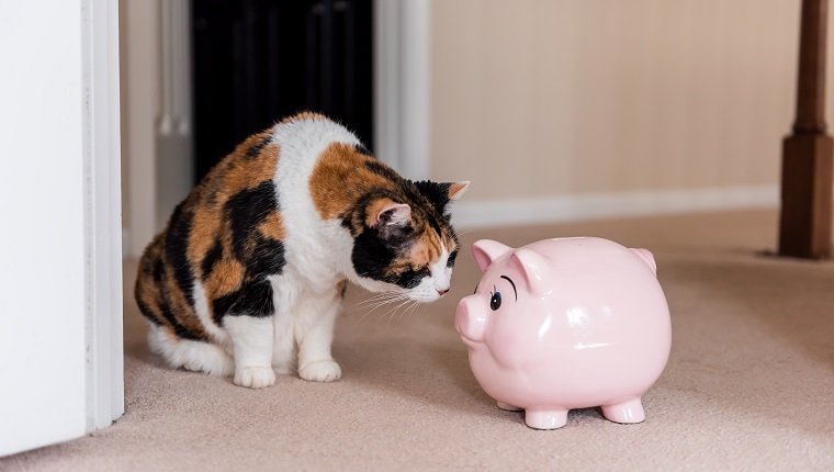 Probieren Sie Sparen statt Haustierversicherung