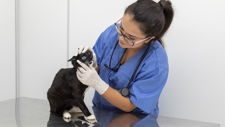 Tierarzt untersucht Hauskatze in der Klinik.