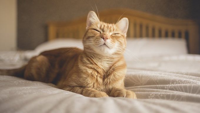 Inhalt orangefarbene Katze auf dem Bett