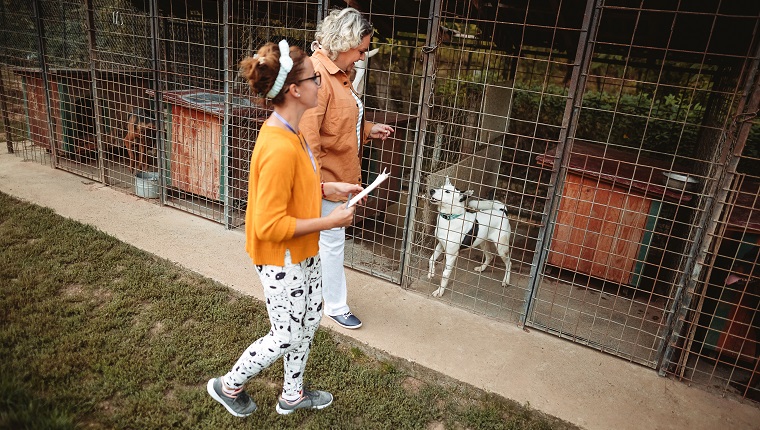 Junge Frau mit Arbeiter, die auswählt, welcher Hund aus einem Tierheim adoptiert werden soll.