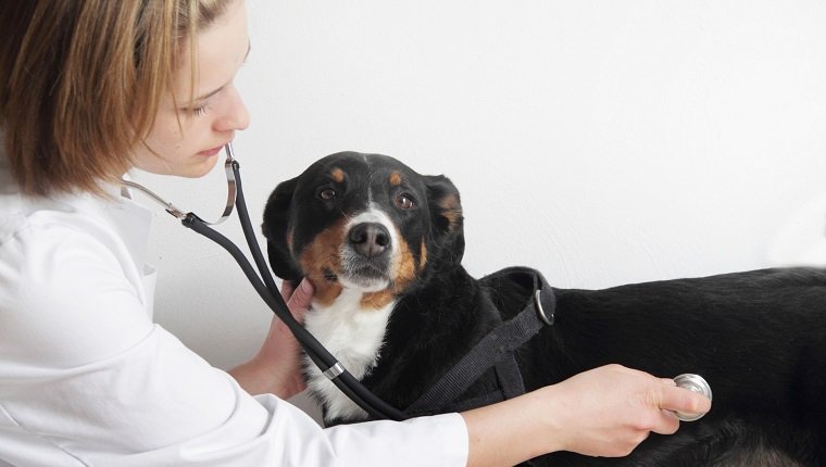 Weiblicher Tierarzt, der die Brust des Hundes untersucht