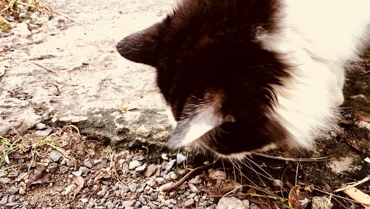 Süße schwarze und weiße junge Hauskatze, die mit Regenwurm schaut und spielt.