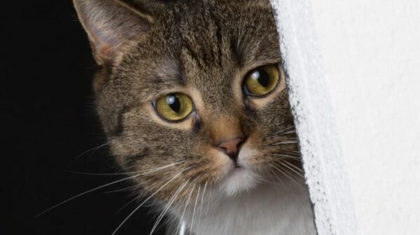 Haben Katzen Groll – Verhalten und was man wissen sollte!