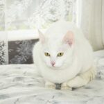 Warum hat meine weiße Katze schwarze Haare – was Sie wissen sollten