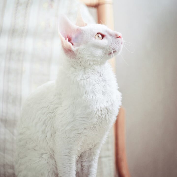 Warum sieht meine weiße Katze rosa aus - Pigmentprobleme und mehr