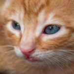 Kann eine orangefarbene Katze blaue Augen haben – hier ist die Antwort!