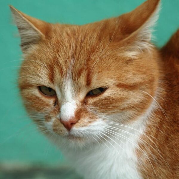 Warum sind orangefarbene Katzen aggressiv – können sie sich beruhigen?