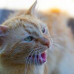 Zischen Katzen beim Spielen – ist das normales Verhalten?