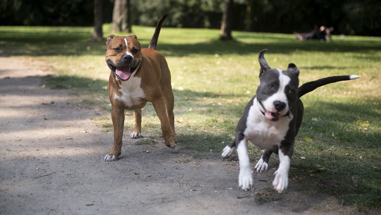 Glückliche Hunde, die im Park spielen