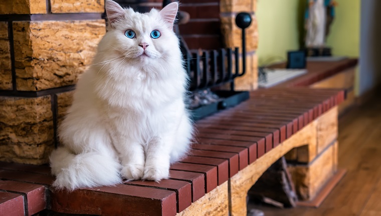 große weiße katze mit blauen augen sitzt am kamin