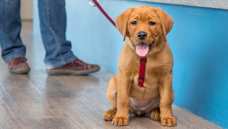 Labrador-Welpe mit seinem Besitzer an der Leine an der Rezeption einer modernen Tierarztpraxis