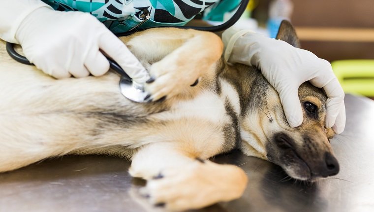 Nahaufnahme der tierärztlichen Hand, die einen kranken Hund mit einem Stethoskop berät, während er auf einem Tisch liegt