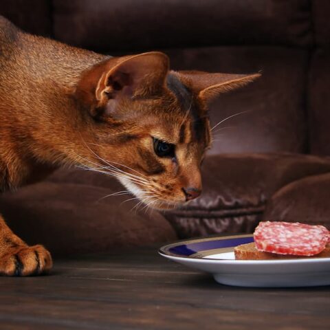 Dürfen Katzen Wurst essen – Alles, was Sie wissen sollten!