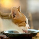 Kann ein Kätzchen zu viel essen – Fütterungsvorschläge und Überlegungen