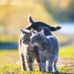 Werden Kätzchen ihre Geschwister vermissen – Dinge zu beachten