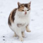 Do Cats Like Snow – 5 Things To Consider