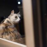 Machen Sie Katzen wie die Dunkelheit – 3 Dinge, die Sie wissen sollten!