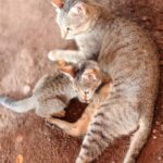 Wann können Kätzchen ihre Mutter verlassen – eine Zeitleiste