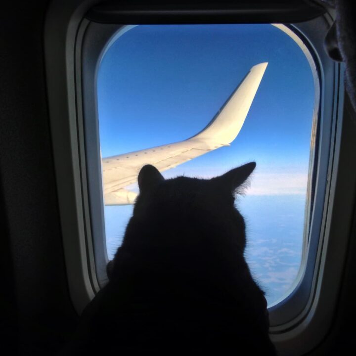 17 Fluggesellschaften, die Katzen in der Kabine zulassen – Kosten und Richtlinien