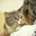 Does PetSmart Sell Cats – Adoption Pricing & Other Info