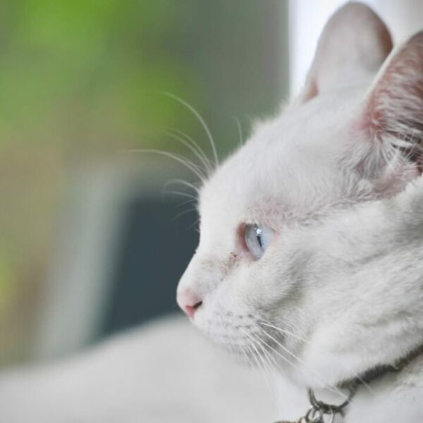 Do White Cats Go Blind – Eye Problems & More