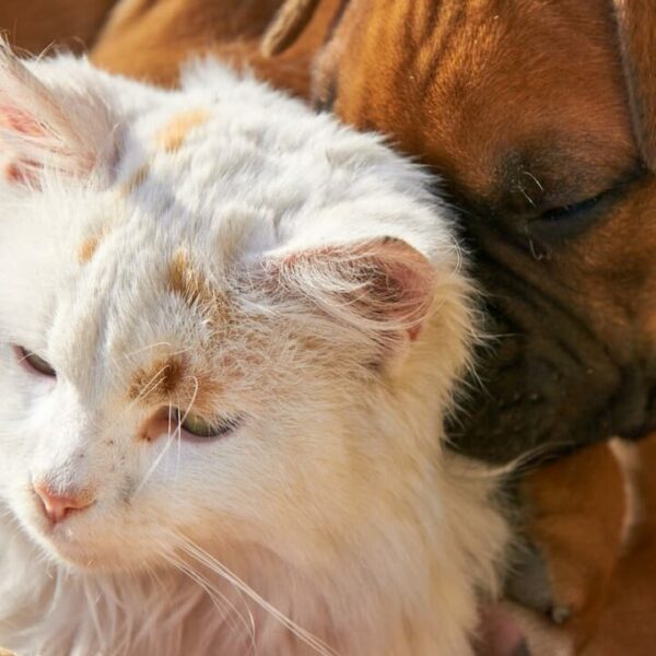 Können Katzen und Hunde sich gegenseitig krank machen – hier sind die Fakten!