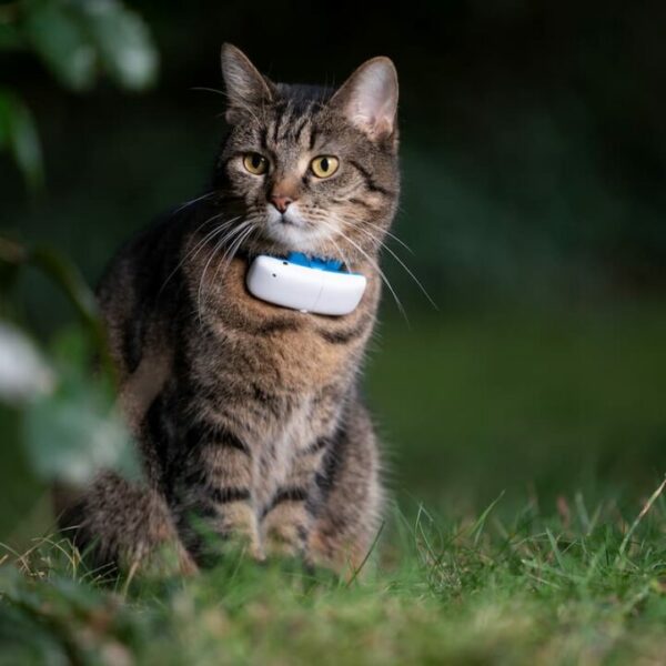 Can You Put A GPS Tracker On Your Cat – Is It Safe?