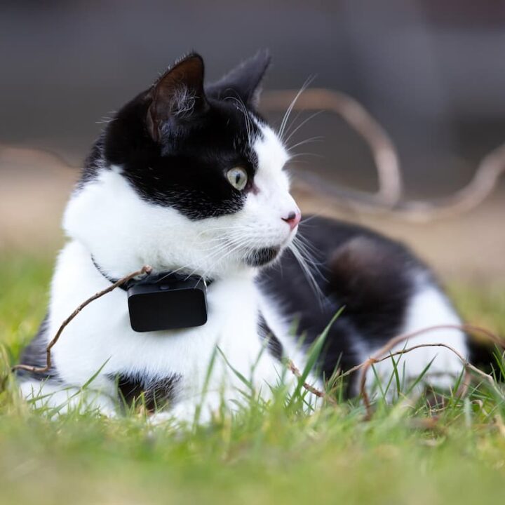 AirTag Katzentracker im Vergleich zu GPS Trackern - LucyBalu