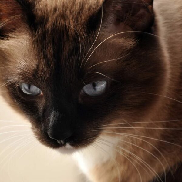 Haben Siamkatzen schräge Augen – was Sie wissen sollten!