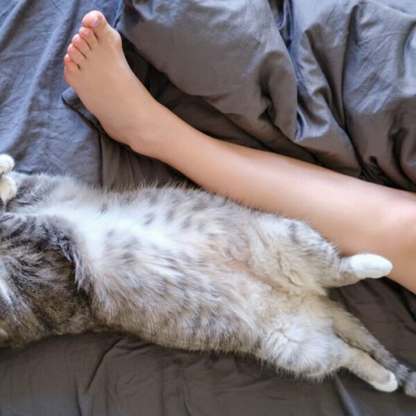 Warum schläft meine Katze zwischen meinen Beinen – 11 Gründe!