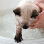 Machen Siamkatzen Wasser – Dinge, die Sie wissen sollten