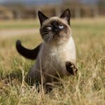 Wandern Siamkatzen – Tipps zur Überwachung von Katzen im Freien