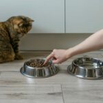 Haben Katzen das gleiche Futter satt – was Sie wissen sollten