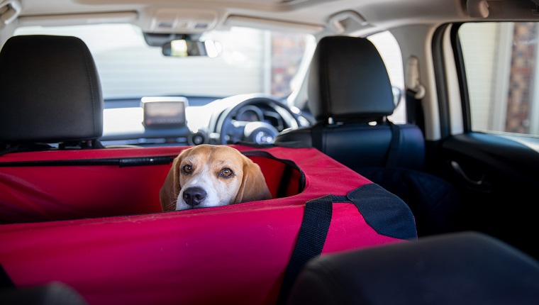 Beagle-Hund in ihrer Kiste, die darauf wartet, dass der Rest des Autos gepackt wird.