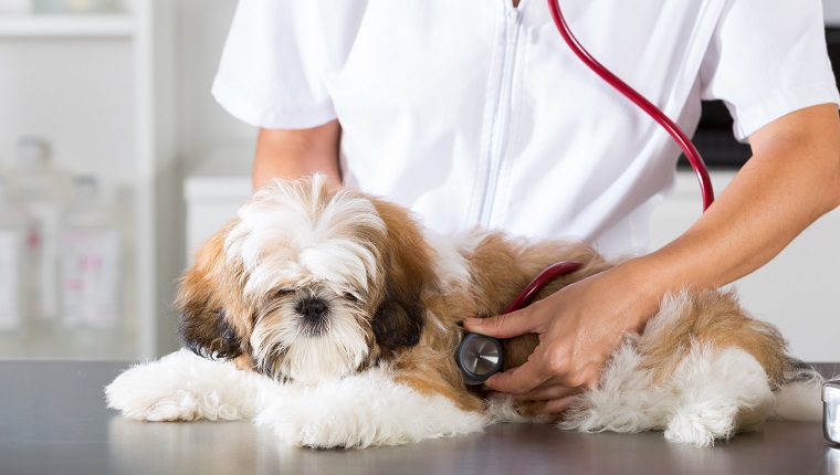 Tierarzt, der eine Überprüfung mit Ihrem Hund Shih Tzu durchführt