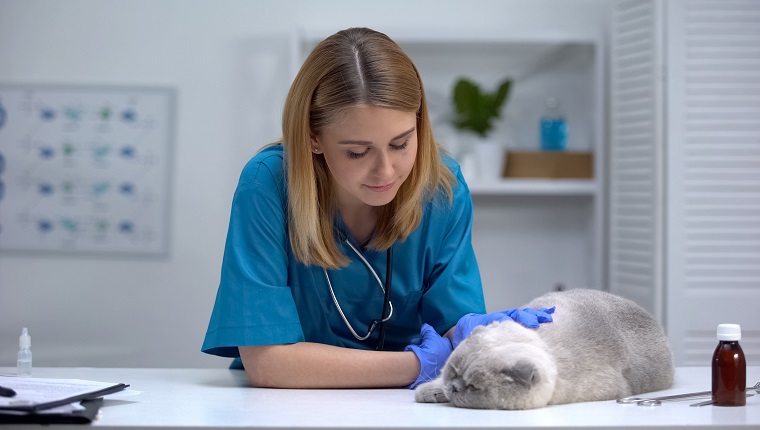 Krankenschwester, die Katze streichelt, Wellness-Checkup in der Tierklinik, Tiergesundheitspflege