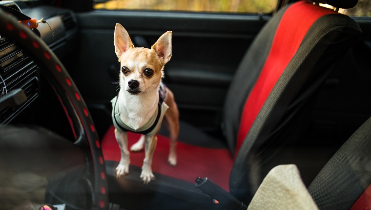 Süßer Chihuahua-Hund, der im Auto steht, auf einem Sitz