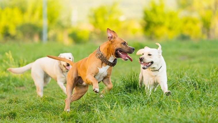Horizontales Bild von drei Hunden, die an einem sonnigen Nachmittag auf einem grünen Feld spielen