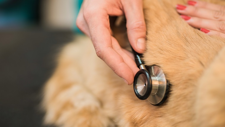 Tierarzt mit Stethoskop bei einer Katze.  Hand-Nahaufnahme.