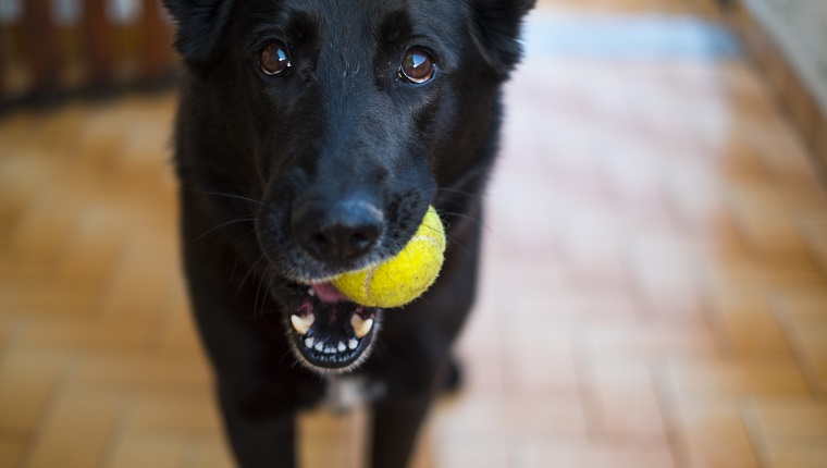Vorderansicht eines schwarzen deutschen Schäferhundes, der einen Tennisball im Mund hält und um Spiel bittet