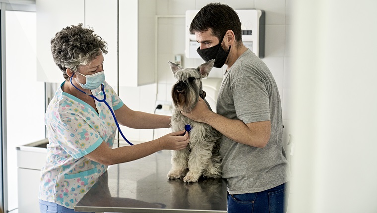 Teilansicht eines Mannes, der einen Schnauzer auf dem Untersuchungstisch hält, während eine Ärztin in Peelings mit einem Stethoskop die Vitalfunktionen überprüft, beide tragen Gesichtsschutzmasken.