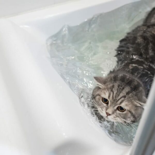 Warum haben Katzen Wasserangst – 5 Gründe!