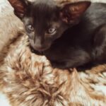 Kann eine schwarze Katze teilweise siamesisch sein – Fakten und Überlegungen