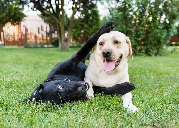 Couple of labrador retrievers playing in backyard. They could use some Labrador Retriever dog names!