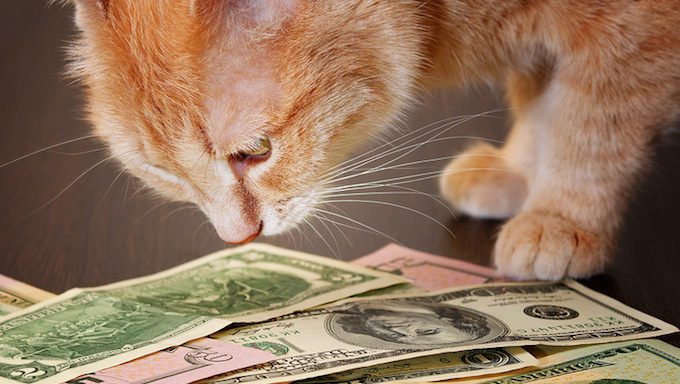 Katze schnüffelt Geld