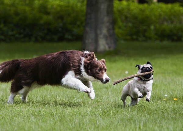 Border Collie and pug playing in garden