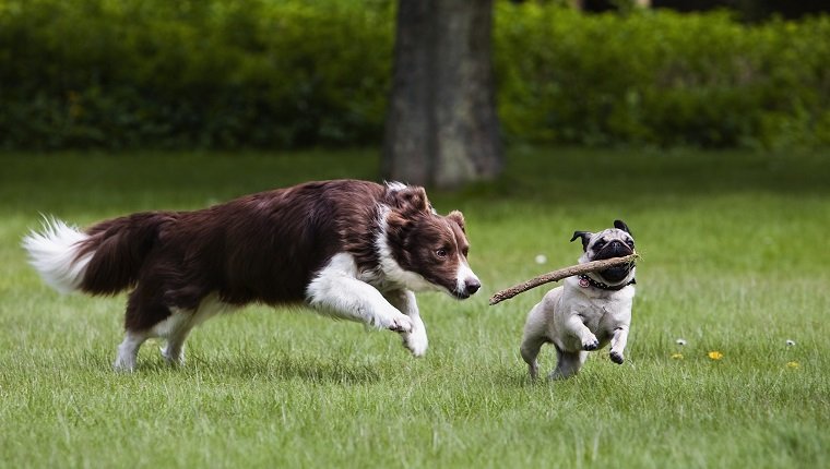 Border Collie and pug playing in garden