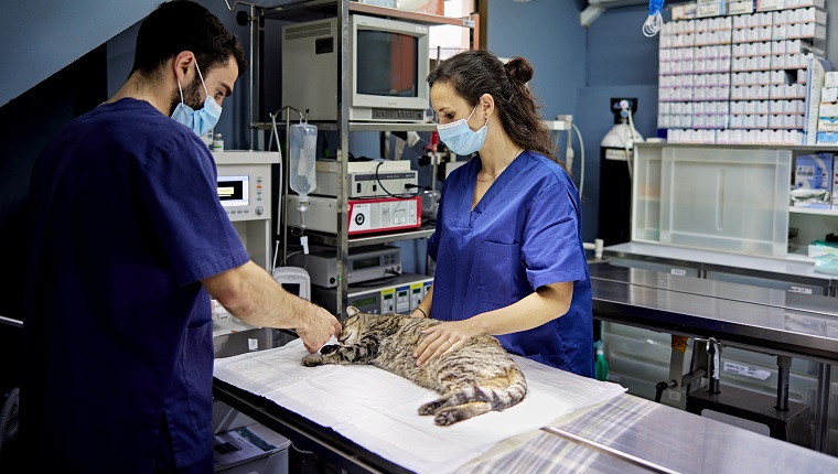 Männlicher Arzt und Assistent in den Zwanzigern, die Peelings und chirurgische Masken tragen, die die auf der Seite liegende Tabby-Katze für den chirurgischen Eingriff vorbereiten.