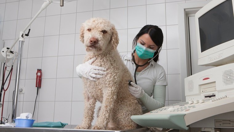 Young veterinarian examining dog in medical clinic